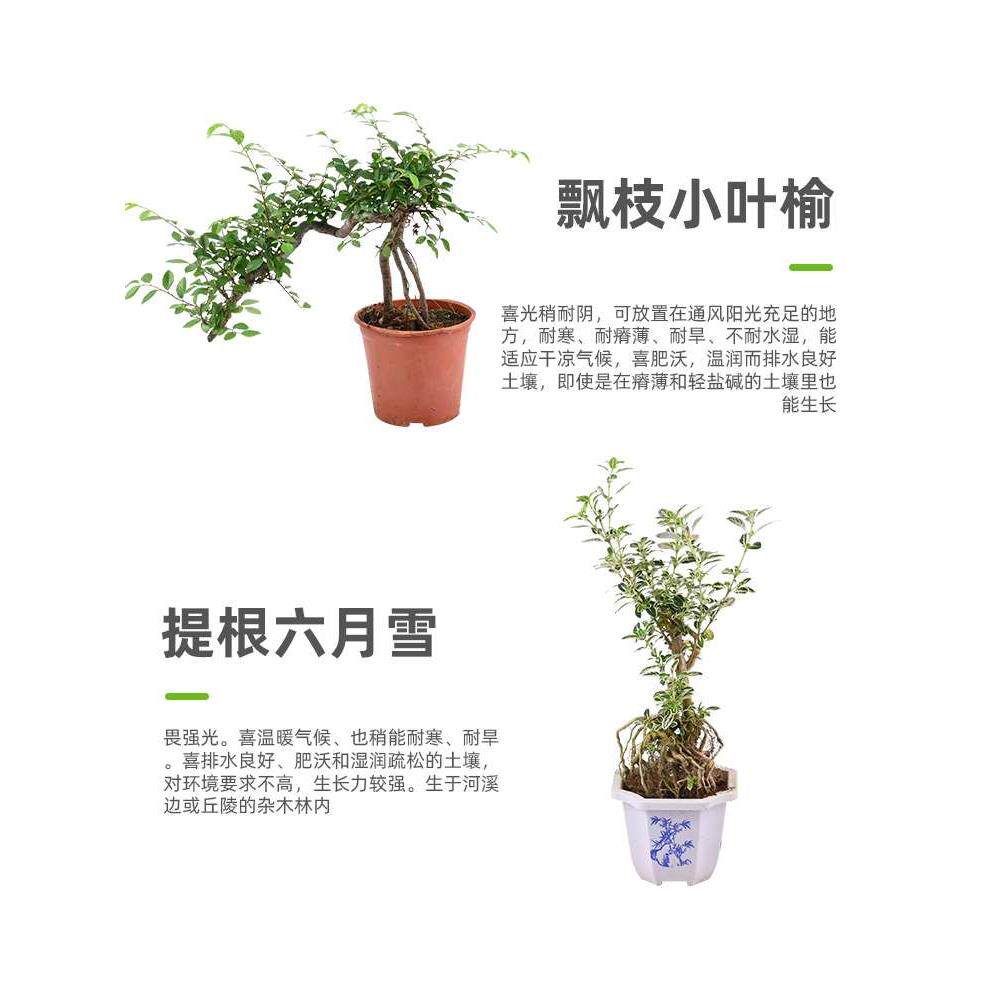 黄缘龟造景植物乌龟缸布景真绿植半水龟安缘饲养箱专用摆件用品