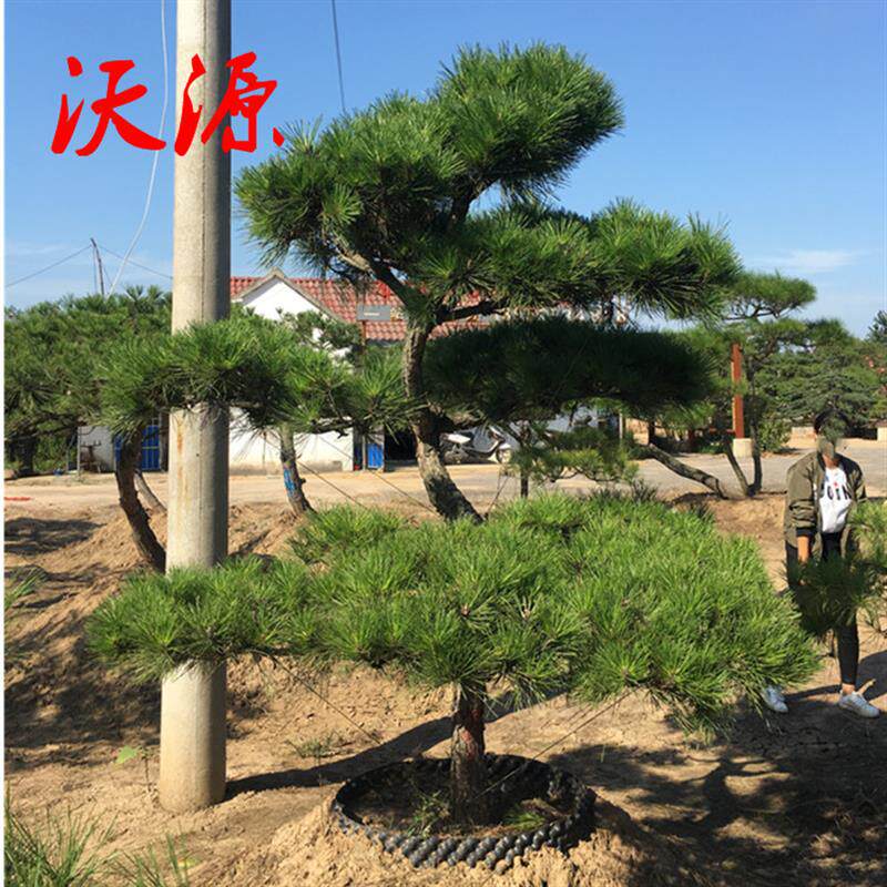 油松造型树黑松造形四季常青别墅庭院绿化施工景观植物盆景园林
