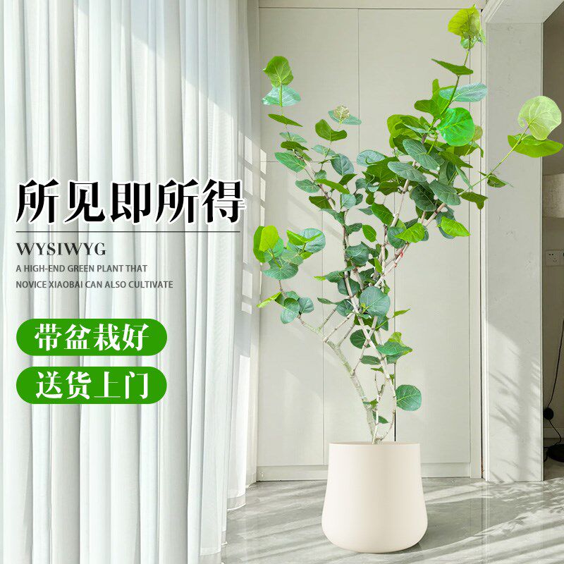海葡萄绿植室内大型盆栽客厅大花盆落地植物摆件乔迁新居房去甲醛