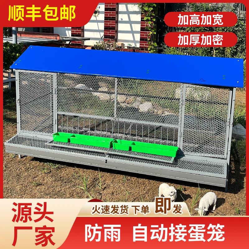 尖顶自动接蛋款室外防黄鼠狼饲养笼鸽子鸭兔不锈钢芦丁鸡密养殖笼