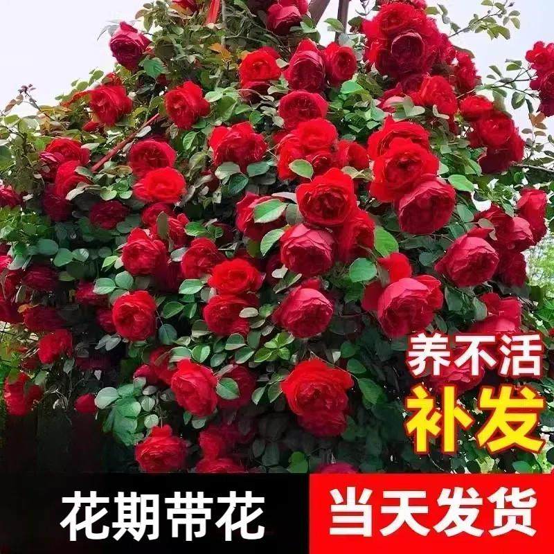 佛罗伦蒂娜月季老桩阳台植物盆栽易活四季开花好养爬藤蔷薇花苗,鲜花速递/花卉仿真/绿植园艺,月季/蔷薇/玫瑰,淘宝优惠券,粉丝福利购,淘宝优惠卷