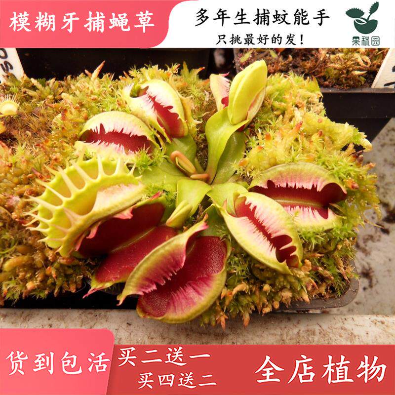 模糊牙捕蝇草【食虫植物牙齿融合品种景高端食虫草绿植花卉盆栽】