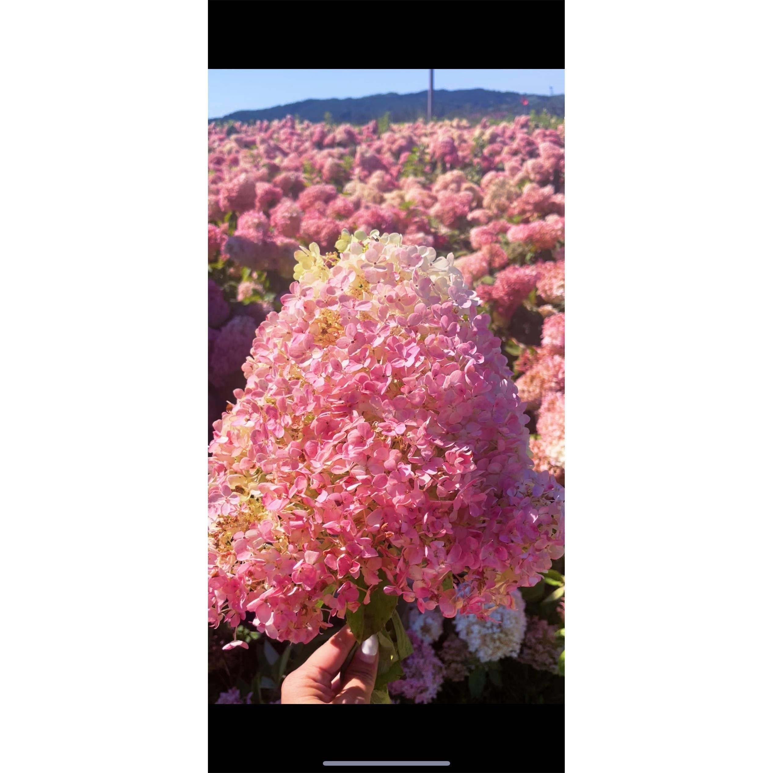 晓荷的花园大花圆锥绣球香草草莓耐寒耐热盆栽地栽好养易活东北
