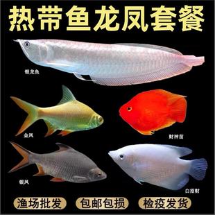 龙凤呈祥热带观赏鱼中大型套餐黄化银龙飞凤泰国鲫红眼招财鹦鹉鱼