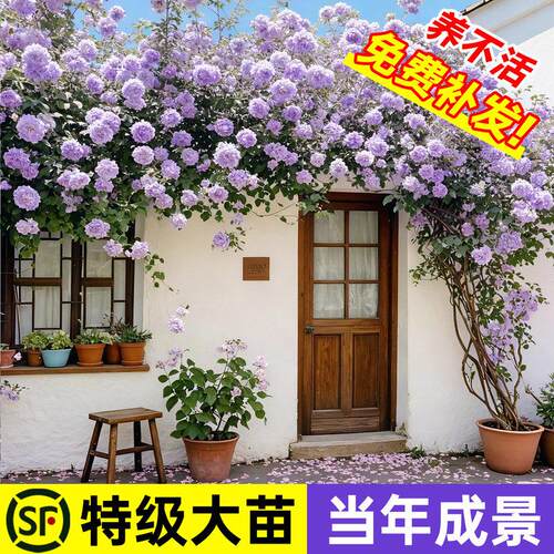 蔷薇花苗藤本月季花树大苗庭院爬藤植物阳台花卉爬墙玫瑰耐寒盆栽