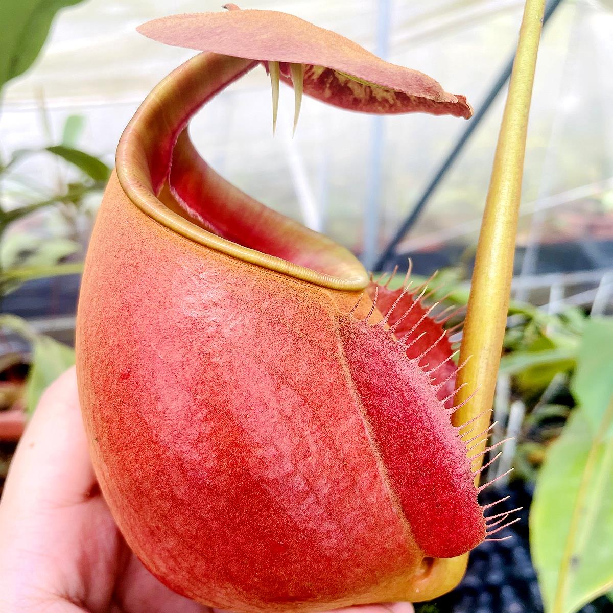 二齿猪笼草食虫植物盆栽花卉趣味盆景食虫草原种bicalcarata