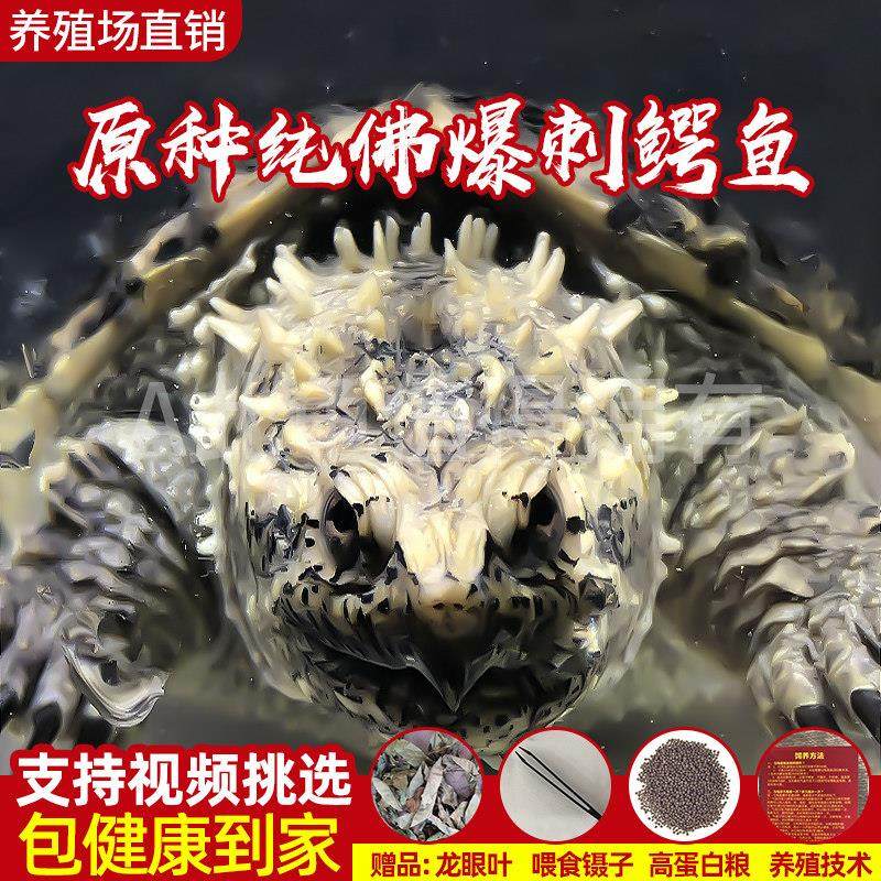 原种爆刺纯佛凶猛鳄龟精品杂佛北美小鳄龟苗乌龟宠物龟活体包邮,宠物/宠物食品及用品,龟/鳖,淘宝优惠券,粉丝福利购,淘宝优惠卷