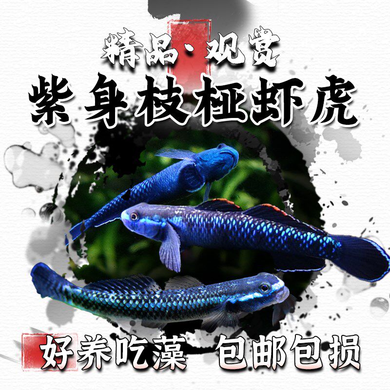 热销紫身枝桠虾虎原生虾虎鱼除藻素食清洁鱼缸冷水饲养淡水小型鱼