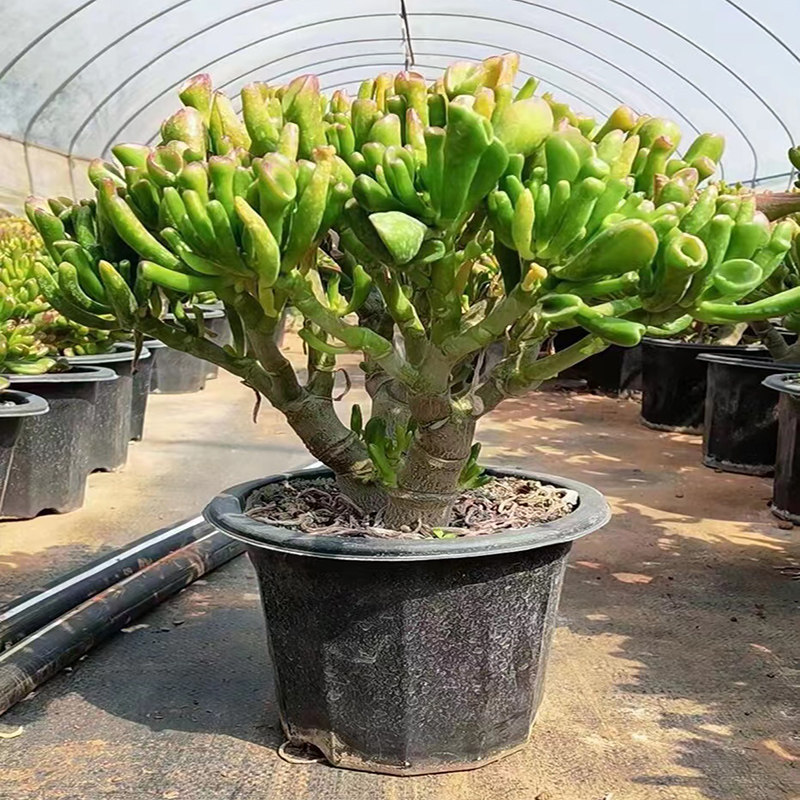 热销吸财树多肉植物老桩5年大棵整桩招财猫群生多头阳台盆栽花卉