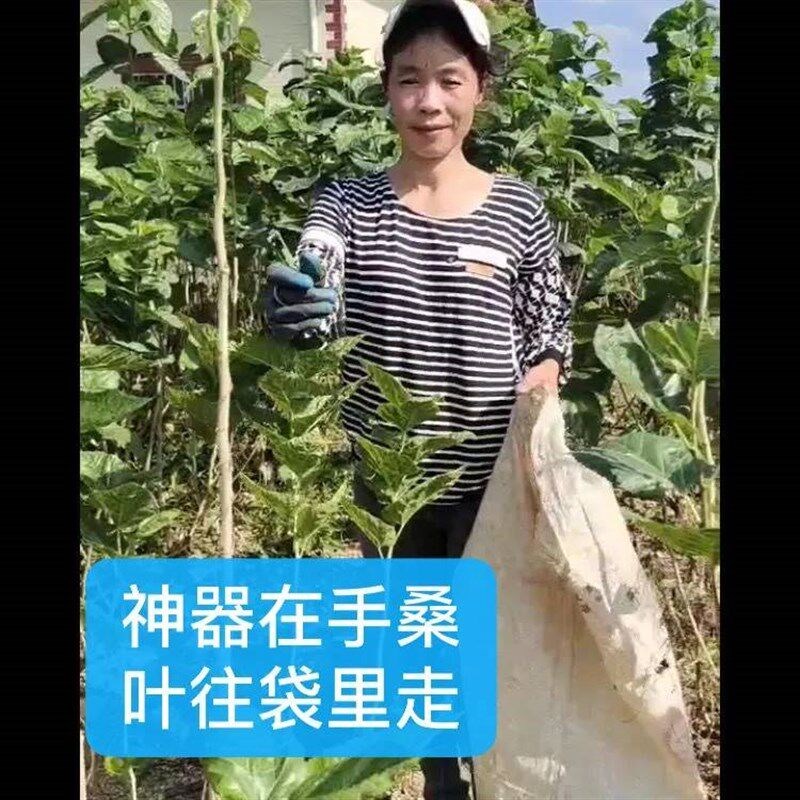 热销快速采桑叶神器桑叶采摘器桑叶收C集刮叶器检叶刀采叶神器桑