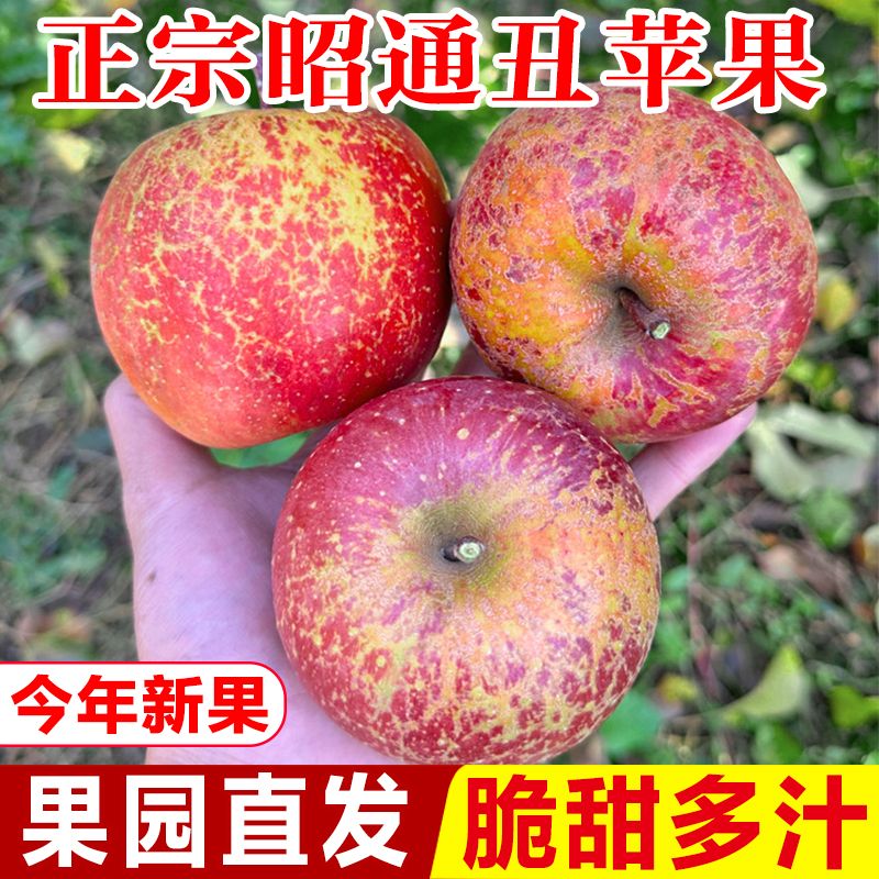 云南昭通当季时令冰糖心丑苹果