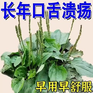 口腔溃疡口舌生疮牙龈肿痛上火起泡嘴唇溃烂正品泡水口腔溃疡茶