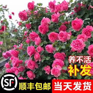 大游行藤本月季花苗阳台玫瑰花卉爬墙植物四季开 大花爬藤浓香蔷