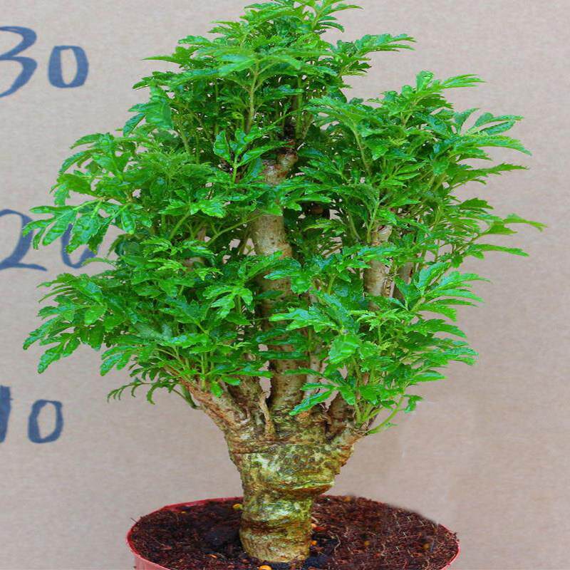 羽叶福禄桐盆栽客厅植物室内招财树桩盆景绿植四季常青净化空气