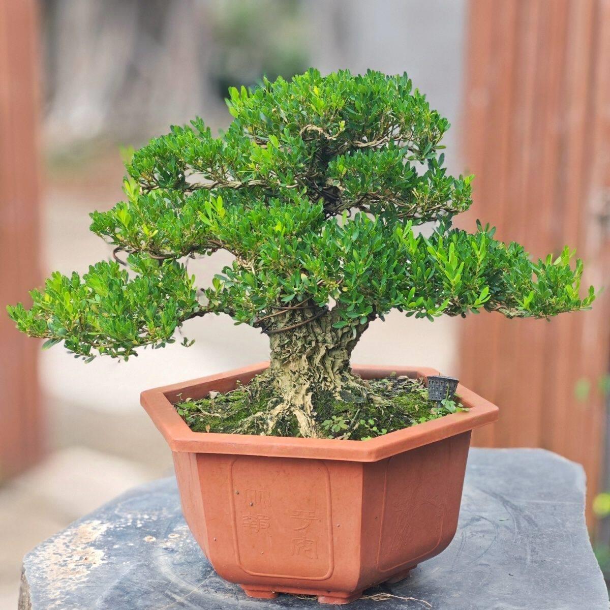黄杨盆栽庭院老桩皱皮小叶四季常青室内植物叶黄杨阳台造型盆景