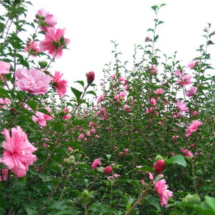 绿化苗庭院植物木槿花苗木槿树苗多花盆栽木槿绿化工程篱笆苗