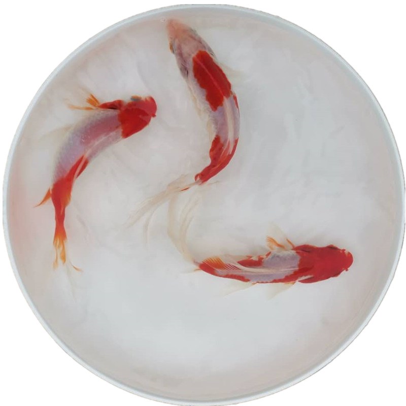 淡水冷水观赏鱼龙鱼乌龟活饲料小红草金鱼锦鲫锦鲤摆摊罐罐鱼好养