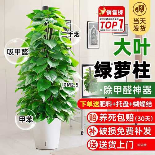 大叶绿萝柱盆栽客厅室内旺宅大型绿植新房办公室除甲醛植物好养活