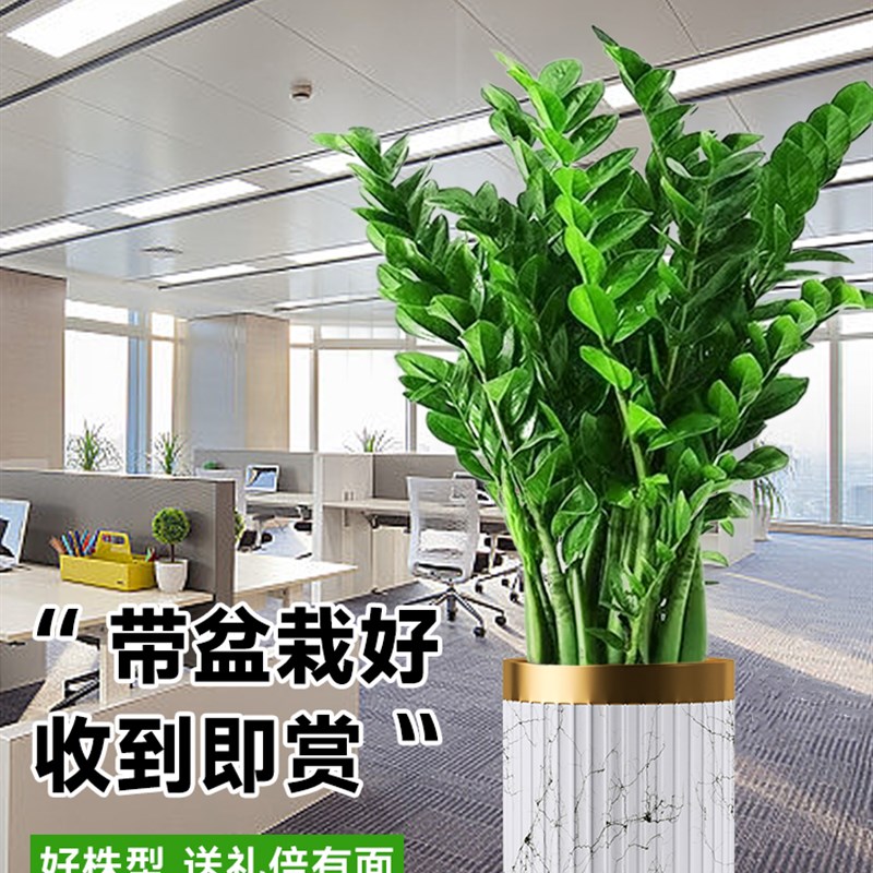 金钱树盆栽客厅大花盆办公室内旺宅大型绿植圆叶摇钱串子落地摆件