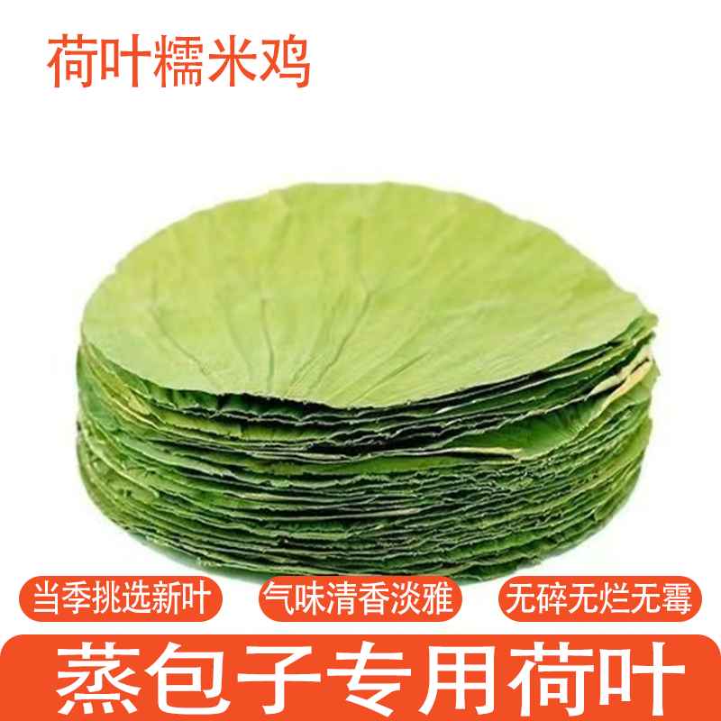 微山湖荷叶圆形当季新叶产地直采糯米鸡荷叶饭木桶饭荷叶新鲜晾晒