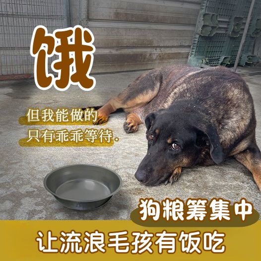直达基地喂养街头流浪动物帮助基地照顾毛孩子