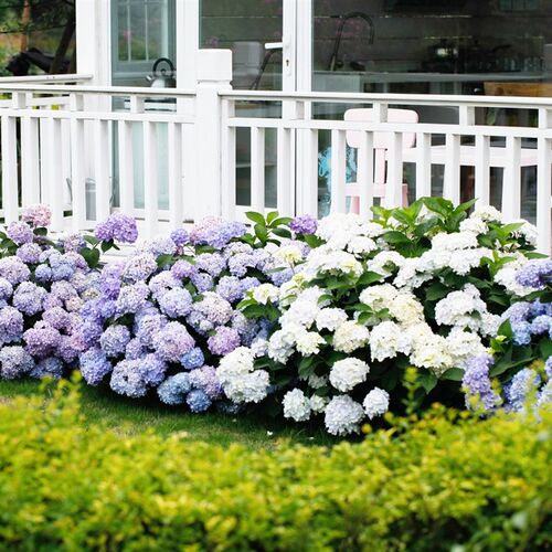 海蒂的花园绣球花苗无尽夏阳台庭院大苗别墅地栽好养植物花卉盆栽