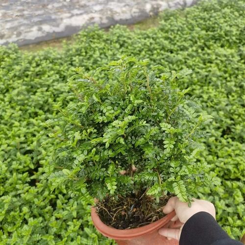 冬季好养清香木盆栽胡椒木蛋糕烘焙饮品咖啡摆盘装饰清香木叶子