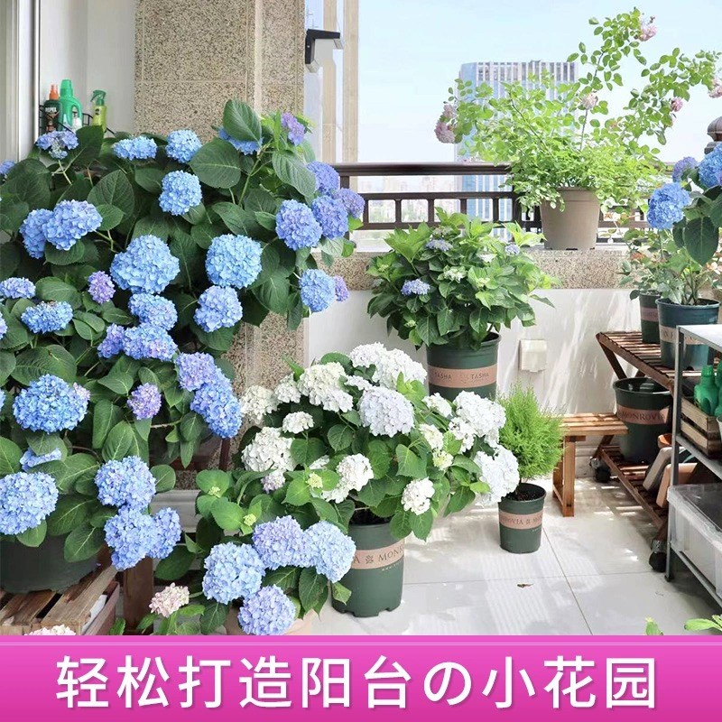 绣球花苗无尽夏大苗易活绣球花盆栽庭院好养的花卉植物室内花易活