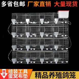 鸽子笼家用特大号新型养殖场鸽子专用笼鸽棚鸽舍专业元宝配对鸽笼