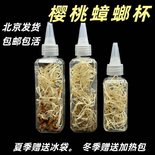 樱桃蟑螂杯螳螂饲料树蛙饲料跳蛛饲料蜘蛛食物樱桃红蟑螂