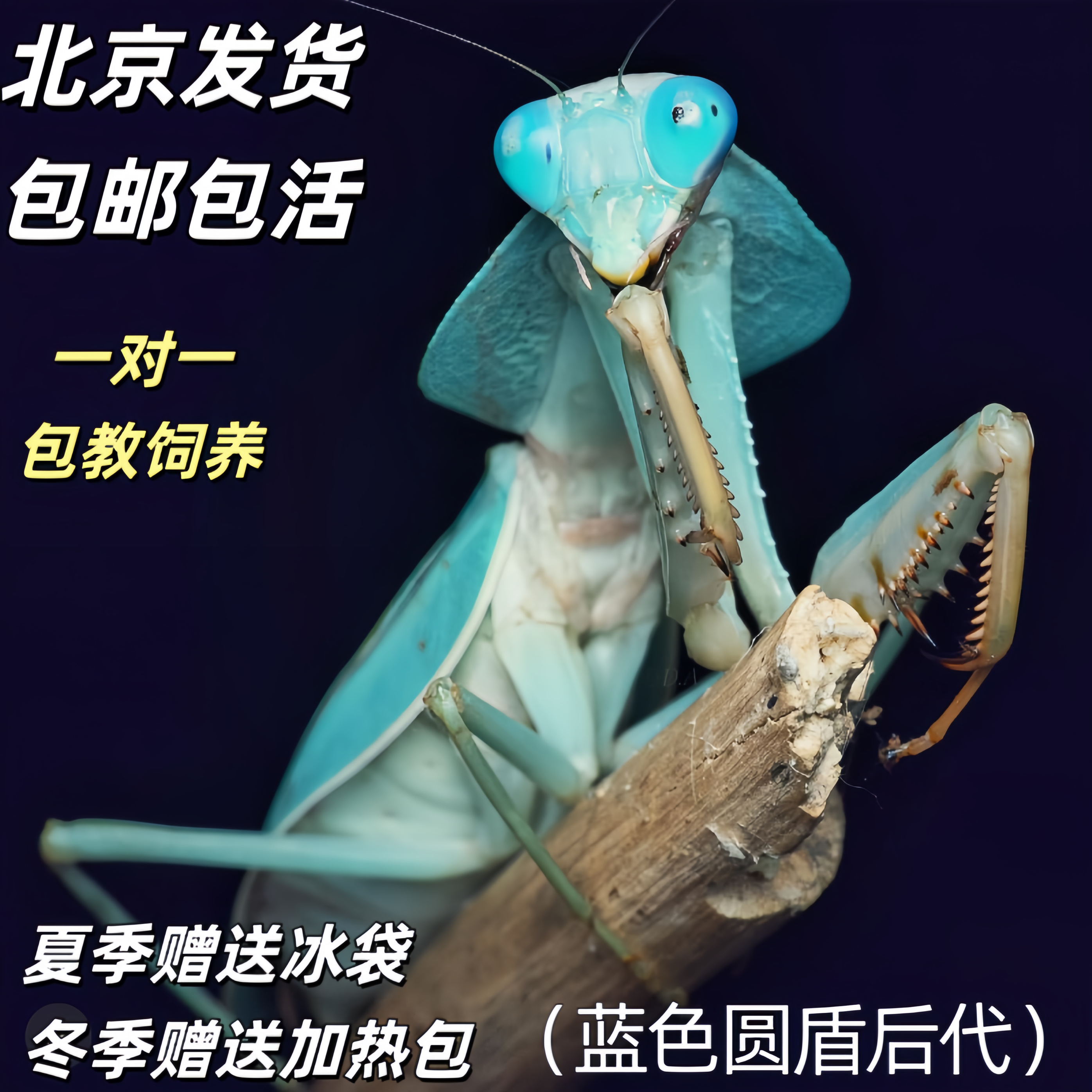 圆盾螳螂云南正版圆盾螳螂宽胸菱背螳螂儿童礼物昆虫宠物螳螂