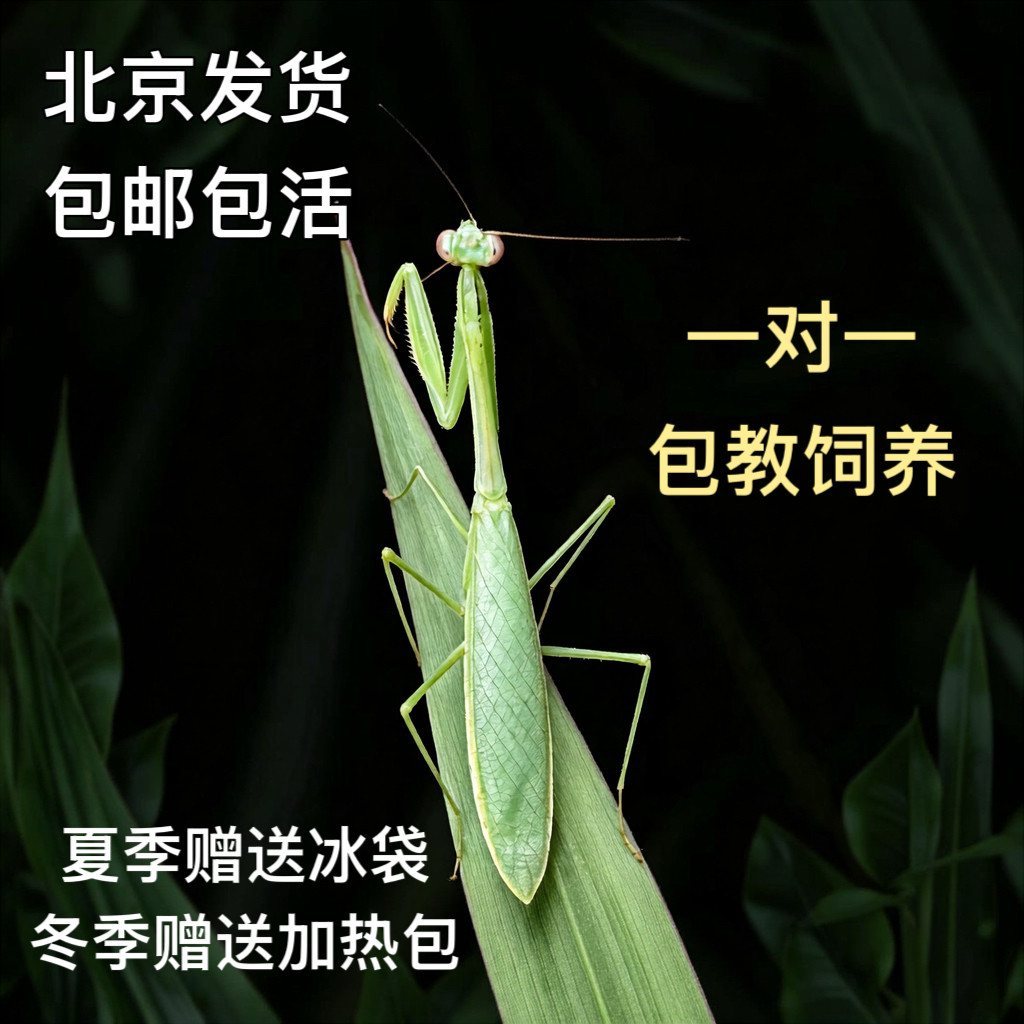 海南小丝螳螂生日礼物活体宠物新手昆虫爬虫儿童宠物礼物桌面宠物