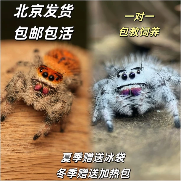 跳蛛蜘蛛宠物成体灰佛橙佛跳蛛微距摄影礼物桌面小宠物螳螂