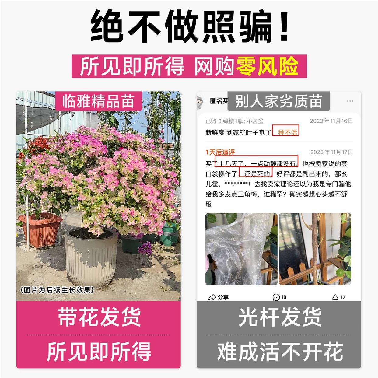 三角梅花树苗盆栽带花老桩特大苗漳红樱室内阳台高端爬藤四季开花