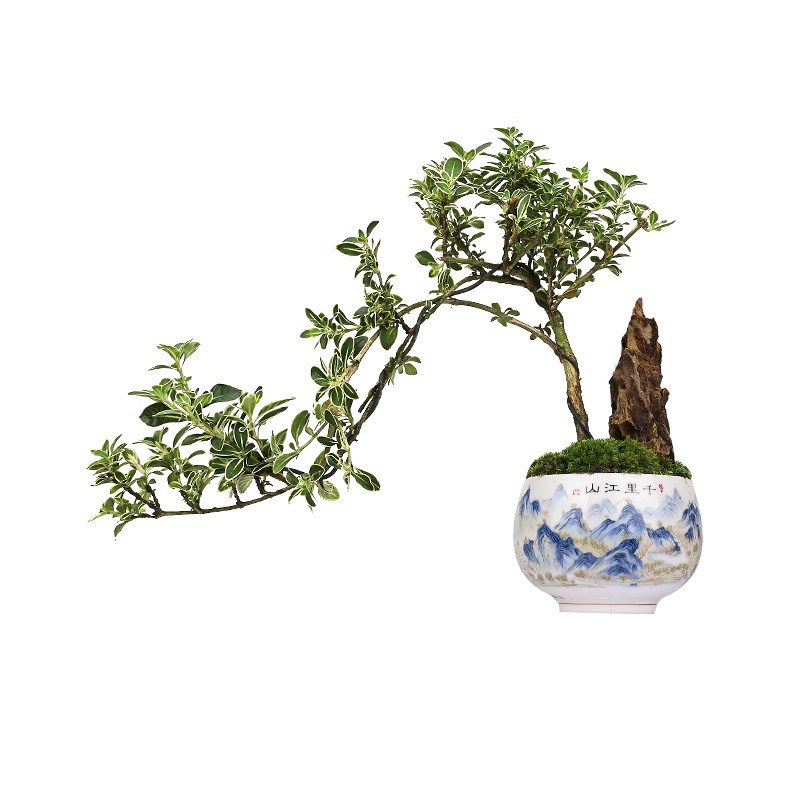 千里江山六月雪茶杯微景观茶室z书房办公室桌面禅意摆件室内绿植