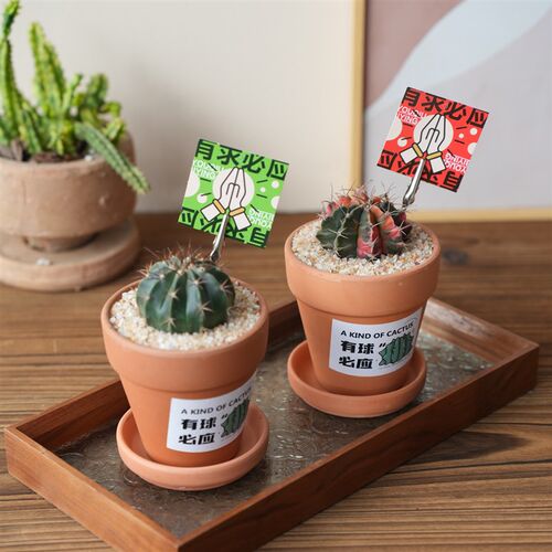 仙人球组合盆栽开花仙人掌新手套餐办公桌面绿植送礼创意星兜可爱