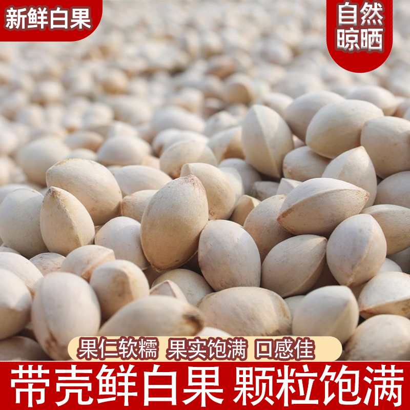 精选银杏果当季生白果带壳大果软糯香甜原味纯粹天然本味颗粒饱满