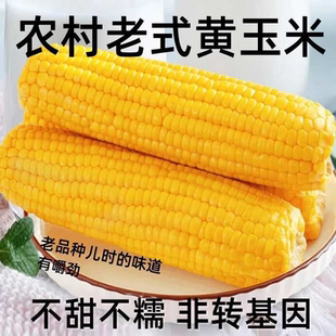 正宗老式笨玉米不甜不糯普通玉米黄老玉米棒不加糖原味有嚼劲