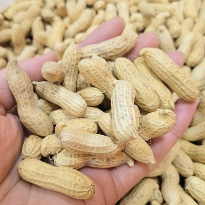 新昌小京生花生带壳生花生嵊州小红毛优质小花生新货晒干