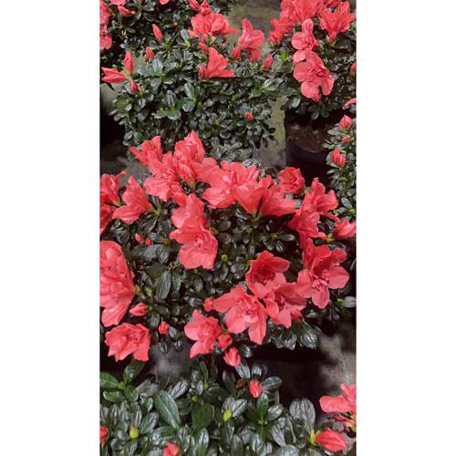 胭脂红精品室内外客厅阳台杜鹃花盆栽花卉植物