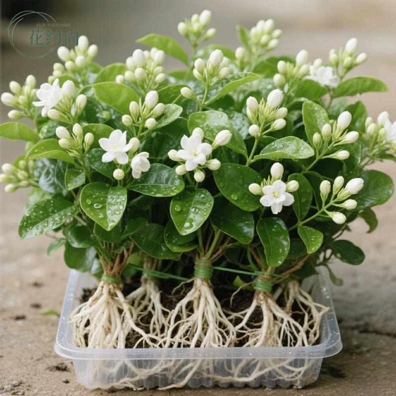 【净化空气】水培茉莉花盆栽带花苞室内绿植水养花卉好养易活绿植
