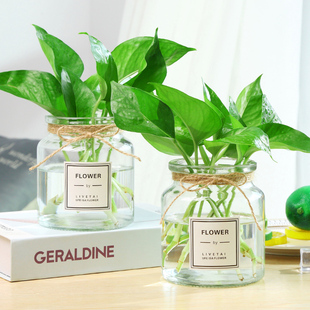 饰插花瓶小摆件 简约玻璃花瓶透明水培植物绿萝观音竹装 三件套