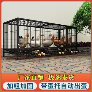 鸡下蛋的笼子折叠家用养殖加粗兔子笼鸭笼鹅笼狗笼自动滚蛋鸡笼
