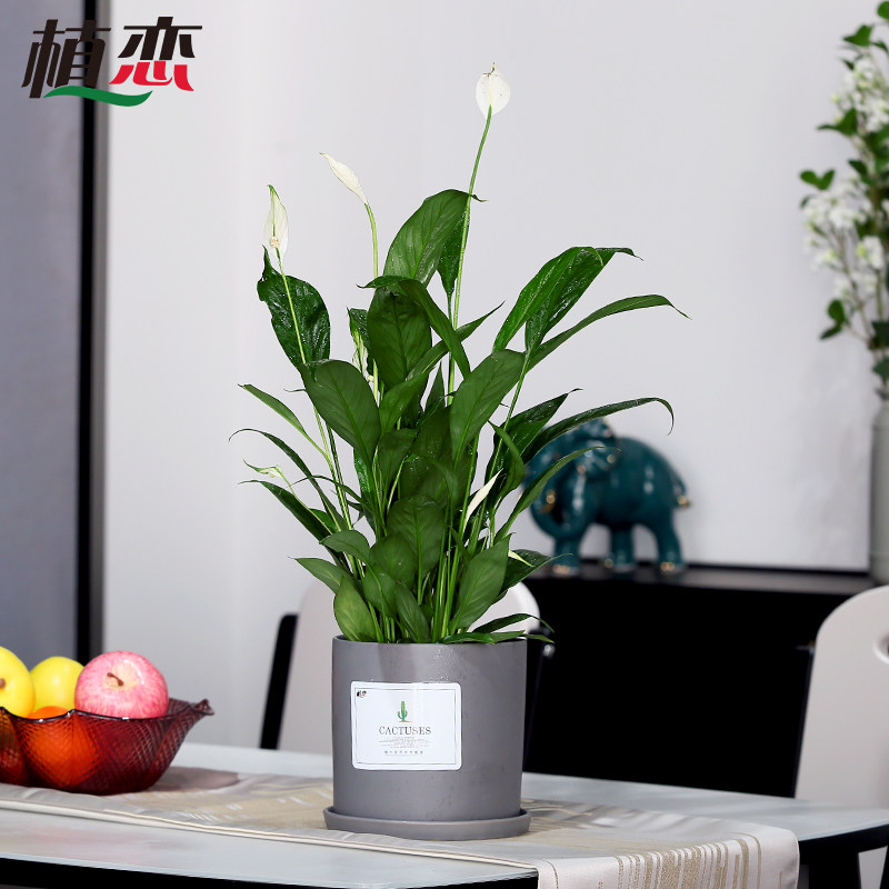 白掌 一帆风顺盆栽盆景花卉绿植无锡江阴张家港绿植配送苏州昆山