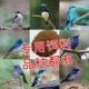 仙鹟类鸟食饲料上膘山岚蓝喉纯蓝海南小仙鹟铜蓝鹟蓝歌鸲白腹蓝鹟