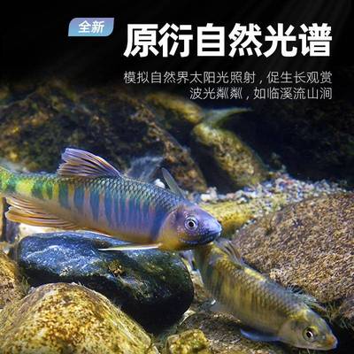 溪原鱼灯爆草藻灯生照明防水led流鱼618缸灯水灯