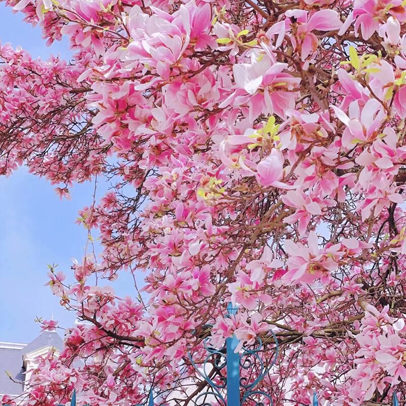 玉兰花树苗带花苞红白紫玉兰树室外矮化庭院四季花卉盆栽绿化大树