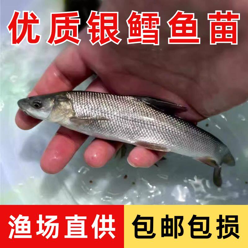 优质银鳕鱼苗冷水淡水鱼大鳞鲃鱼苗食用观赏鱼大头亮鲃鱼银雪鱼苗