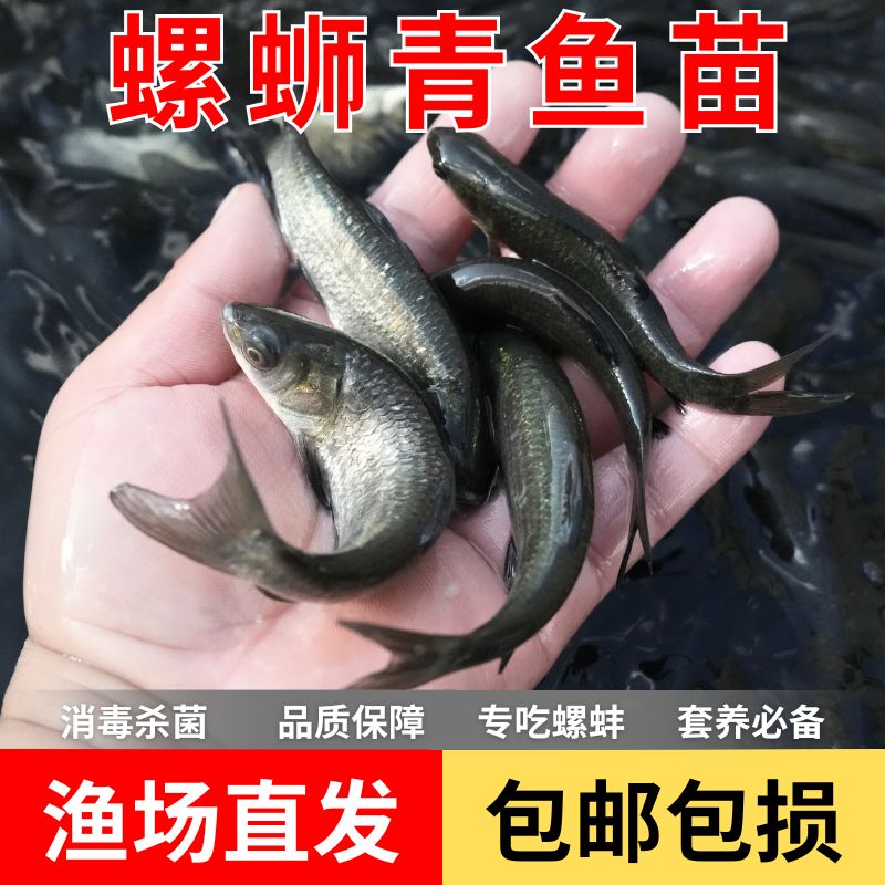 螺蛳青鱼淡水养殖活鱼批发鱼苗