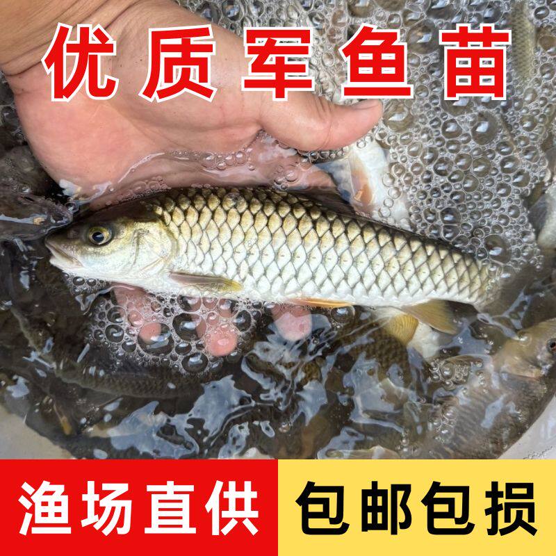 优质军鱼苗倒刺鲃鱼苗淡水养殖